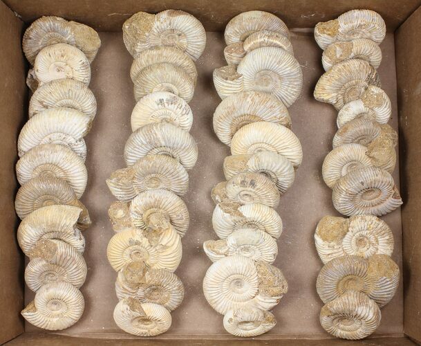 Lot: Lbs Perisphinctes Ammonite Fossils - Pieces #103847